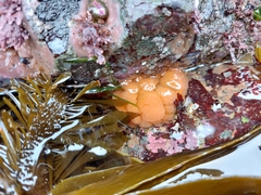 Polycitoridae