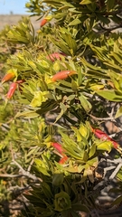 Eremophila duttonii