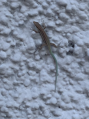 Podarcis vaucheri