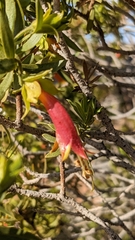 Eremophila duttonii