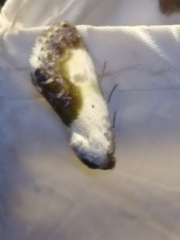 Acontia melanura