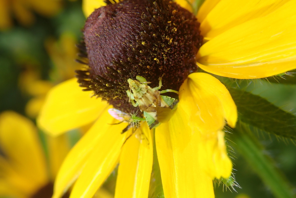Phymata erosa