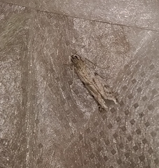 Phycitodes binaevella