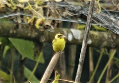 Chloris spinoides