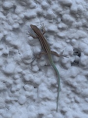 Podarcis vaucheri