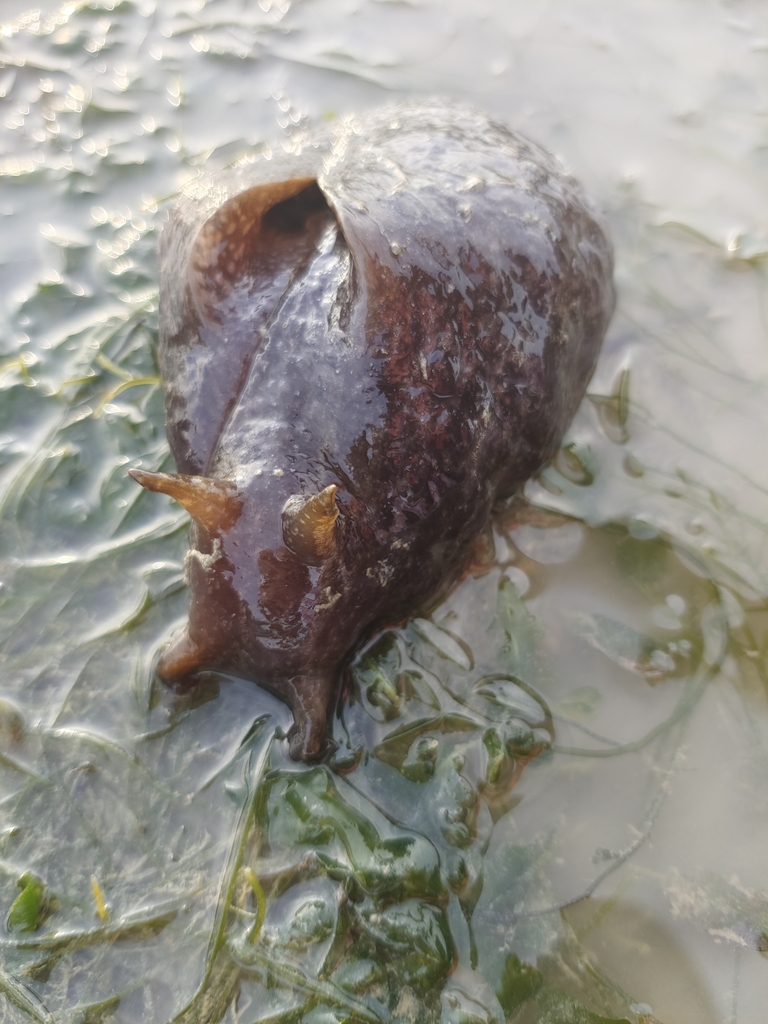 Spotted sea hare