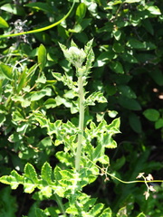 Echinops grijsii