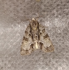 Acronicta strigosa