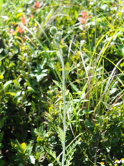 Echinops grijsii