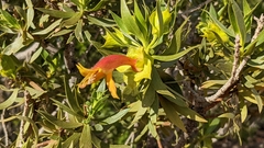 Eremophila duttonii