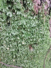 Homalia trichomanoides