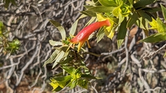 Eremophila duttonii
