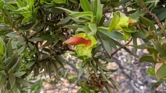 Eremophila duttonii
