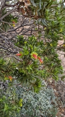 Eremophila duttonii