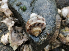 Rapana venosa