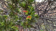 Eremophila duttonii