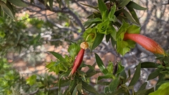 Eremophila duttonii