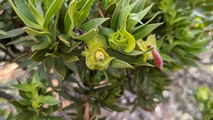 Eremophila duttonii
