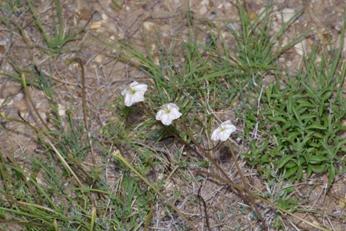 Angel's trumpets (Acleisanthes longiflora)