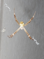 Argiope
