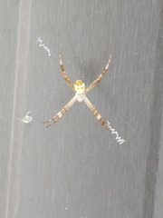 Argiope