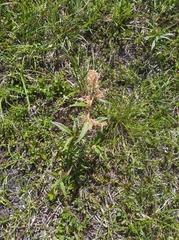 Koenigia tripterocarpa