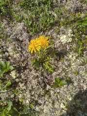 Crepis chrysantha