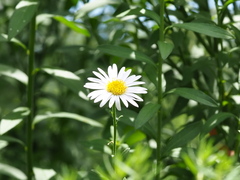 Aster shimadae