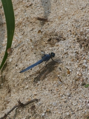 Orthetrum lineostigma
