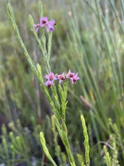 Erica articularis