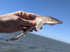 Mustelus henlei
