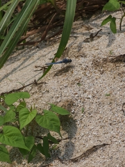 Orthetrum lineostigma