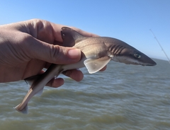 Mustelus henlei