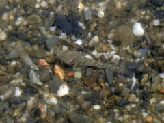 Rhinogobius similis
