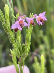 Erica articularis