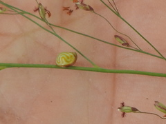 Hemisphaerius binduseni