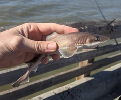 Mustelus henlei