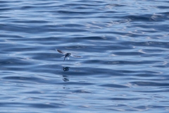 Exocoetidae