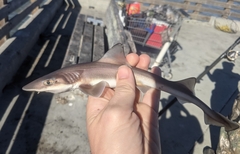 Mustelus henlei
