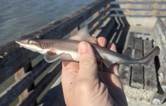Mustelus henlei