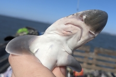 Mustelus henlei