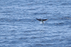 Exocoetidae