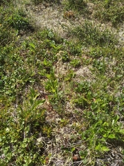 Artemisia furcata