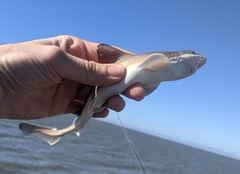 Mustelus henlei
