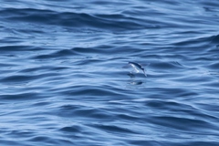 Exocoetidae
