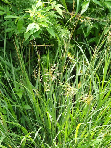 Capillipedium spicigerum