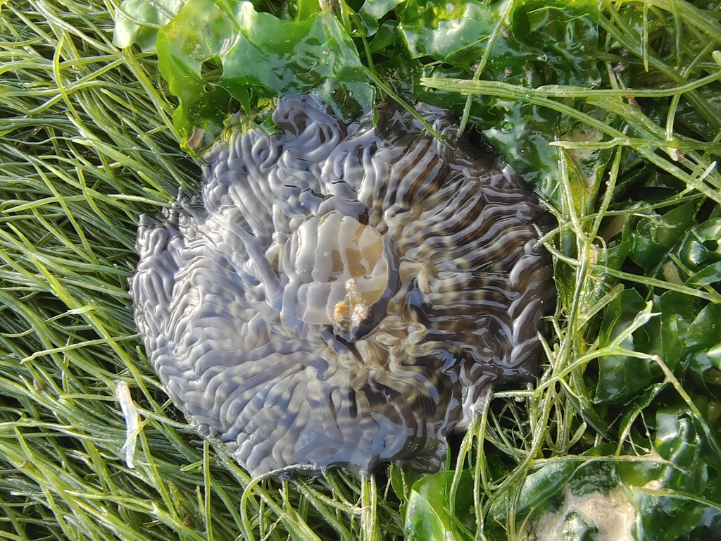 Swimming anemone