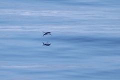 Exocoetidae