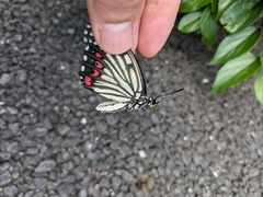 Hestina assimilis assimilis