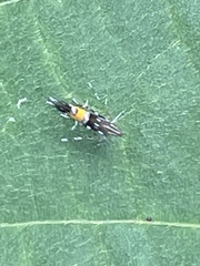 Cosmopterix fulminella
